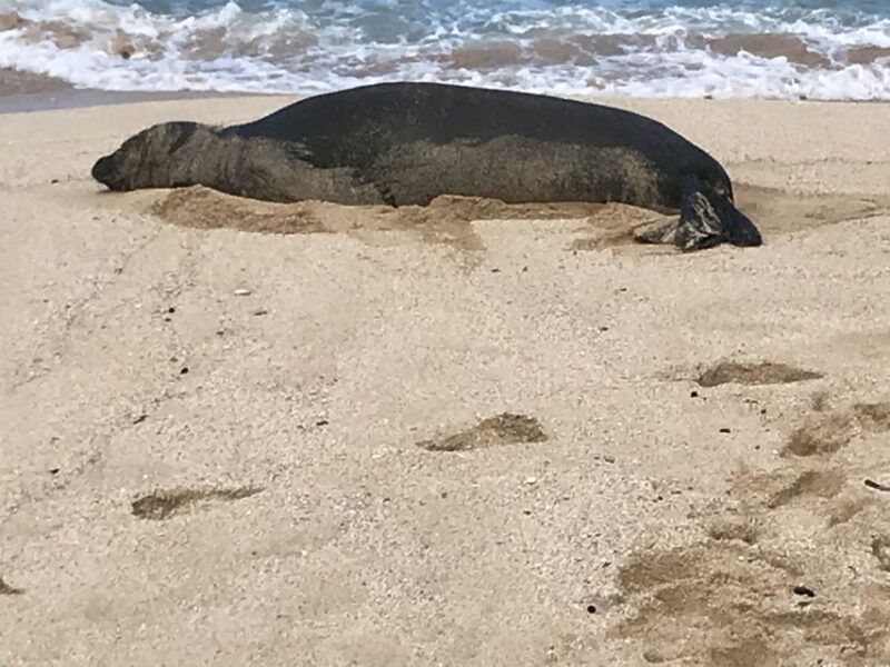 Oahu: Manoa Falls Hike and east side beach day - Lunch in Kailua and Beach Relaxation