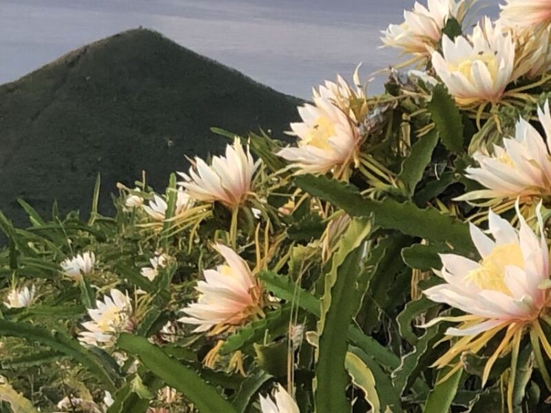 Oahu: Manoa Falls Hike and east side beach day - Unique Highlights of the Tour