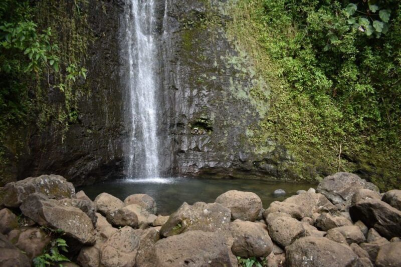 Oahu: Manoa Falls Waterfall Hike with Lunch and Transfers - Practical Tips and What to Bring