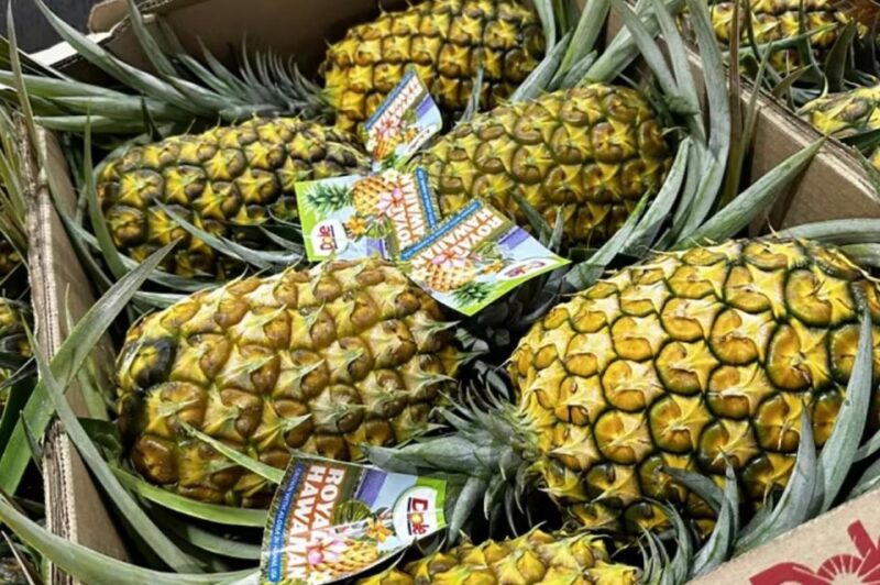 Oahu: North Shore Dole Pineapple Farm Tour - Key Points