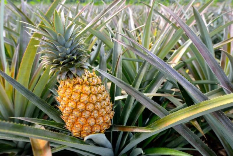 Oahu: North Shore Dole Pineapple Farm Tour - Secluded North Shore Beach and Wildlife Spotting
