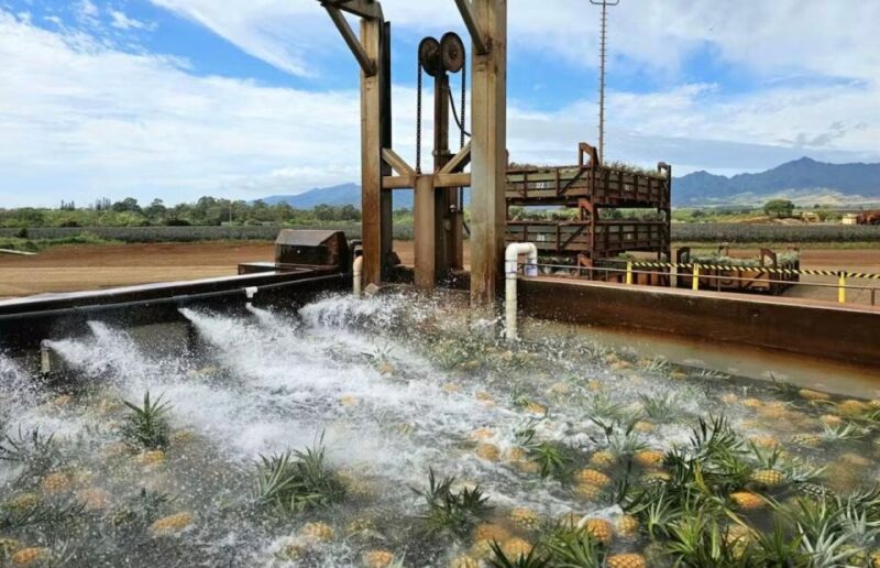 Oahu: North Shore Dole Pineapple Farm Tour - Limitations and Physical Considerations