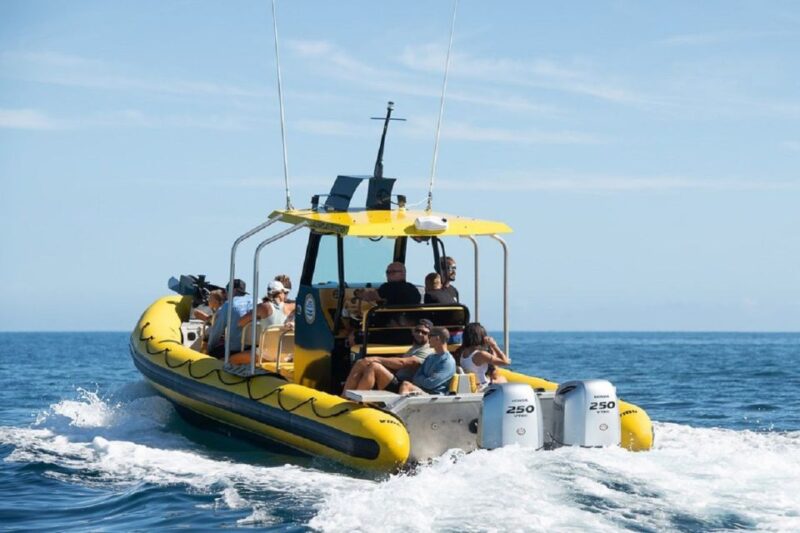 Oahu: North Shore Marine Life Tour from Haleiwa - What Marine Life Will You Likely See?