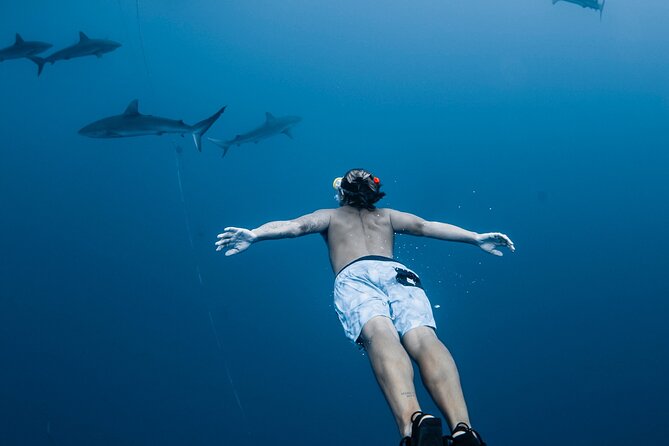 Oahu Open Water Shark Diving Experience - Discover the Oahu Open Water Shark Diving Experience
