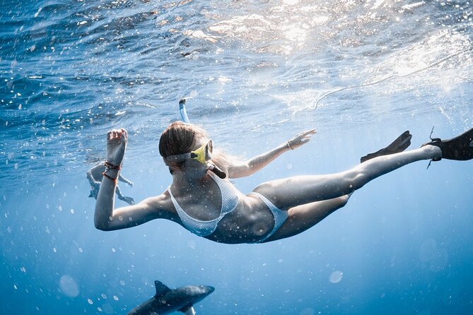 Oahu Open Water Shark Diving Experience - What Makes This Shark Snorkeling Tour Unique in Oahu