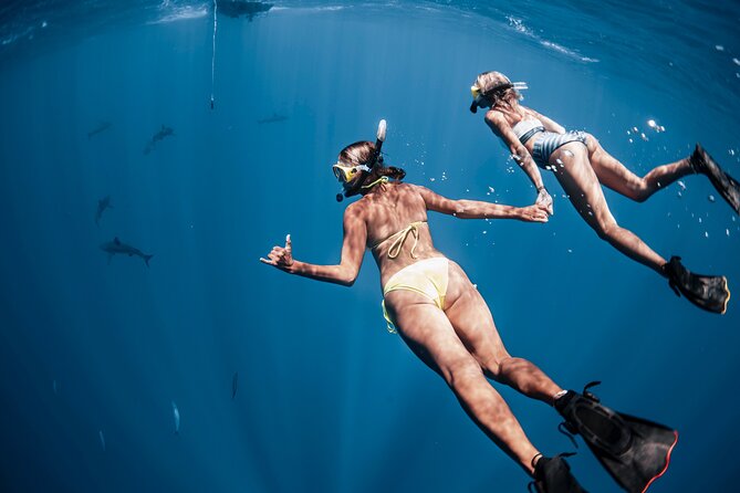 Oahu Open Water Shark Diving Experience - The Thrill of Swimming with Sharks Without a Cage