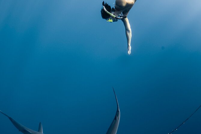 Oahu Open Water Shark Diving Experience - Photographs and Memories to Cherish