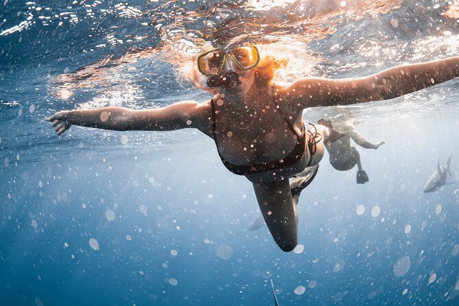 Oahu Open Water Shark Diving Experience - Timing and Conditions for the Best Experience