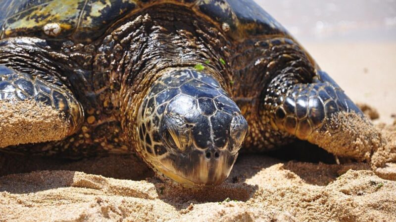 Oahu: Private Custom Island Tour - Over 30 Unique Stops for a Tailored Experience