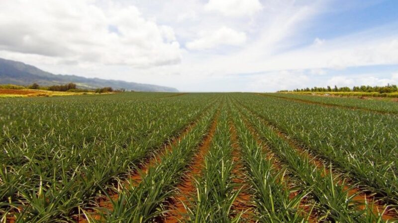 Oahu: Private Custom Island Tour - Snorkeling, Beaches, and Water Activities