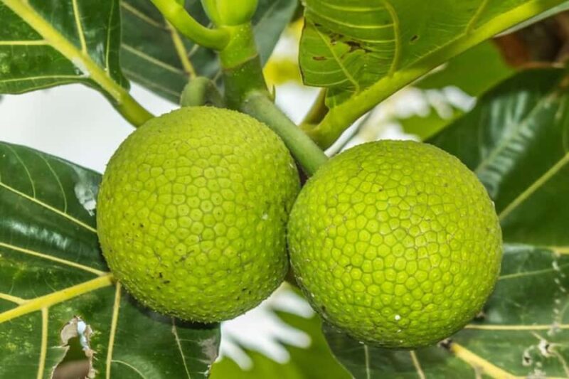 Oahu: Private custom tour with a local guide - Key Points