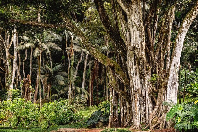 Oahu Private Tour North Shore, Waimea Falls and Dole Plantation - Discover Local Flavors at North Shore Macadamia Nut Company