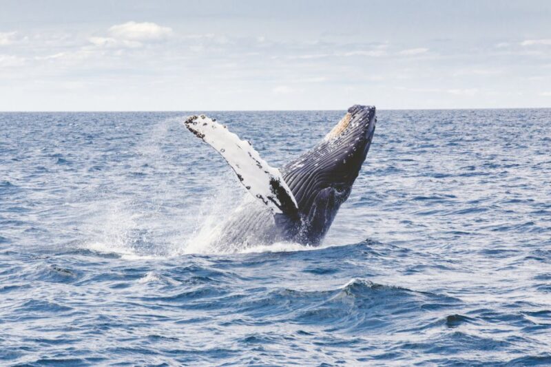 Oahu: Private Whale Watching Adventure - Key Points