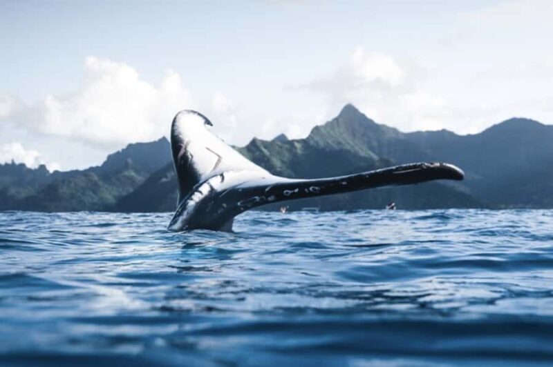 Oahu: Private Whale-Watching Tour - 6 passengers max - Key Points
