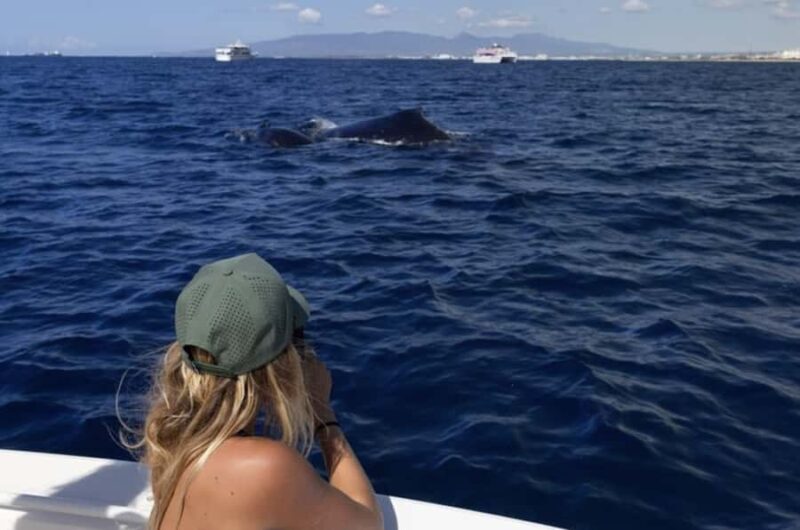 Oahu: Private Whale-Watching Tour - 6 passengers max - What to Expect During Your Whale-Watching Trip