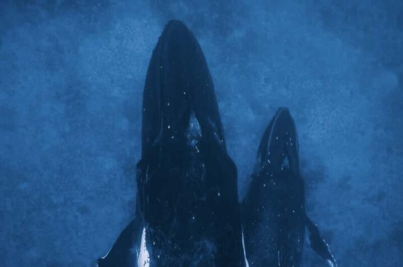 Oahu: Private Whale-Watching Tour - 6 passengers max - Comparing Similar Whale-Watching Experiences on Oahu