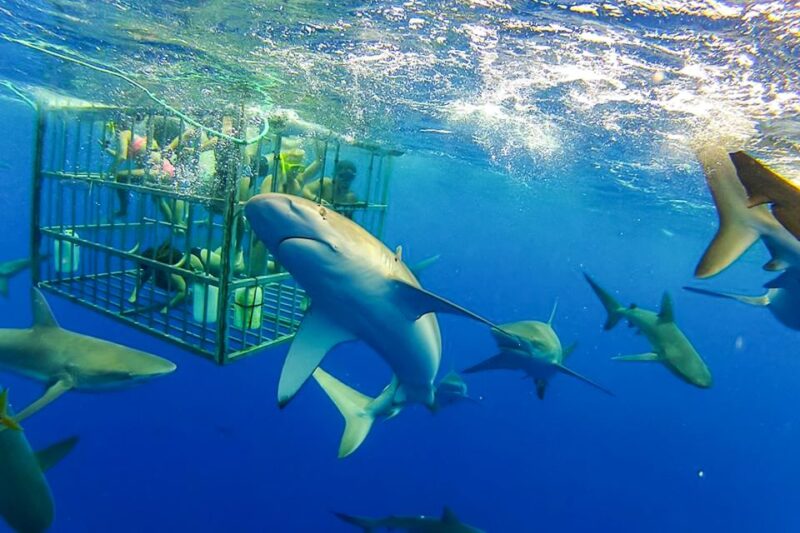 Oahu: Shark Cage Dive on the North Shore - Exciting Shark Cage Dive on Hawaii’s North Shore for $99