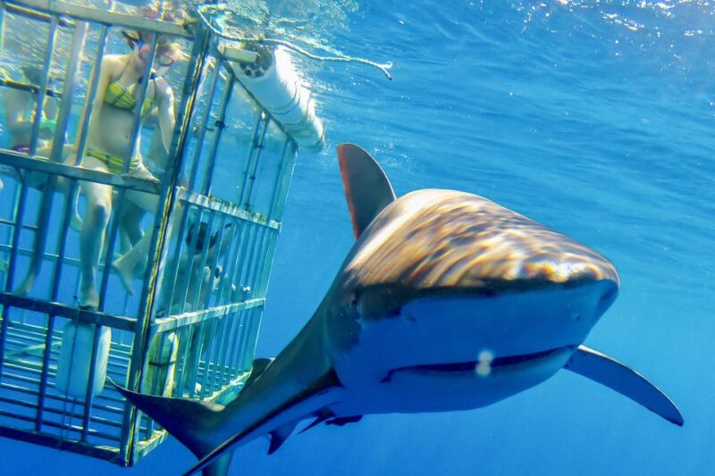Oahu: Shark Cage Dive on the North Shore - Key Points