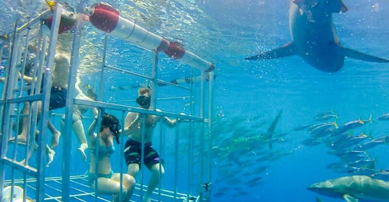 Oahu: Shark Cage Dive on the North Shore - Observing Marine Wildlife Along the Coast