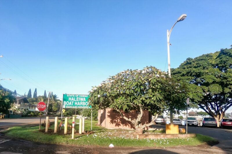 Oahu: Shark Cage Dive on the North Shore - Safety and Professional Guidance Are Top Priorities