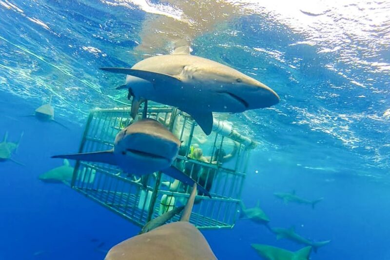 Oahu: Shark Cage Dive on the North Shore - Tips for Making the Most of Your Shark Adventure