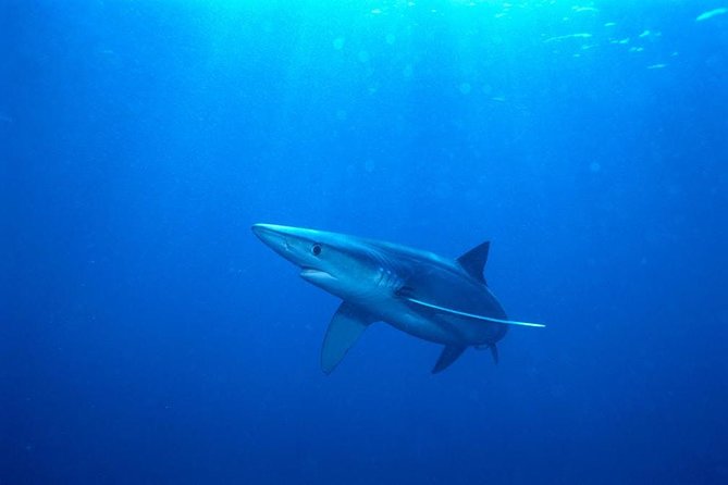 Oahu Shark Dive - The Marine Life Sightings Beyond Sharks