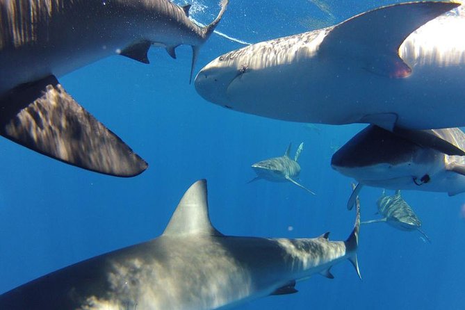 Oahu Shark Dive - Practical Tips and Physical Requirements