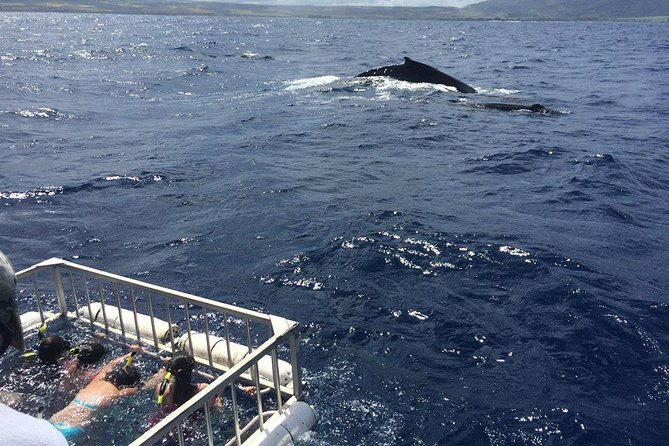 Oahu Shark Dive - Booking, Cancellation, and Flexibility