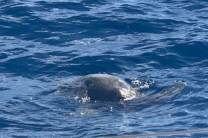 Oahu Small Group Snorkel Tour with Yacht Cruise - Lunch and Drinks Aboard the Yacht