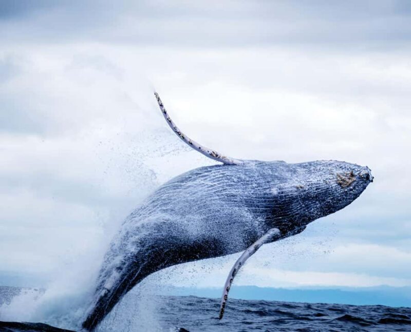 Oahu: Small-Group Whale Watching Sail with Local Crew - Key Points