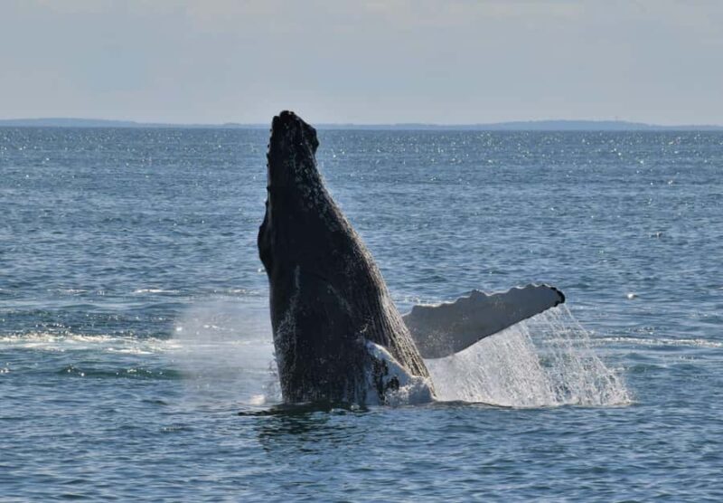 Oahu: Small-Group Whale Watching Sail with Local Crew - The Sum Up: An Authentic, Scenic, Whale-Watching Adventure