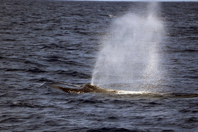 Oahu: Snorkeling and Dolphin Watch Cruise With Hawaiian Buffet - Practical Details: Cancellation and Booking