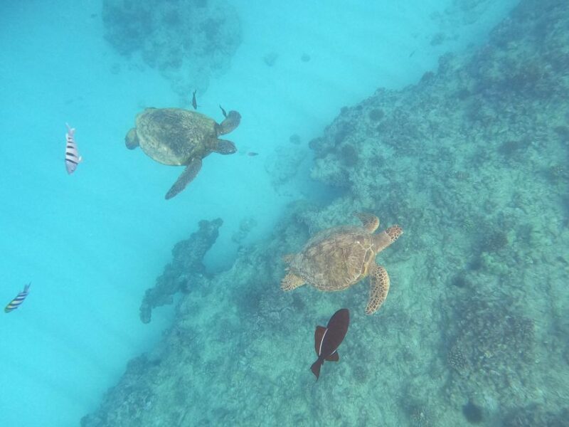 Oahu Snorkeling with Turtles, Water Scooter, Paddleboard - Waikikis Best Turtle Spot: Turtle Canyon