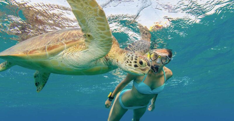 Oahu Snorkeling with Turtles, Water Scooter, Paddleboard - Convenient Logistics and Multiple Language Guides