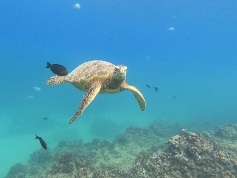 Oahu Snorkeling with Turtles, Water Scooter, Paddleboard - What to Expect During the Tour