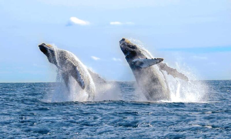 Oahu: Sunset Humpback Whale Watching Tour - Oahu: Sunset Humpback Whale Watching Tour – An Up-Close Encounter with Majestic Whales