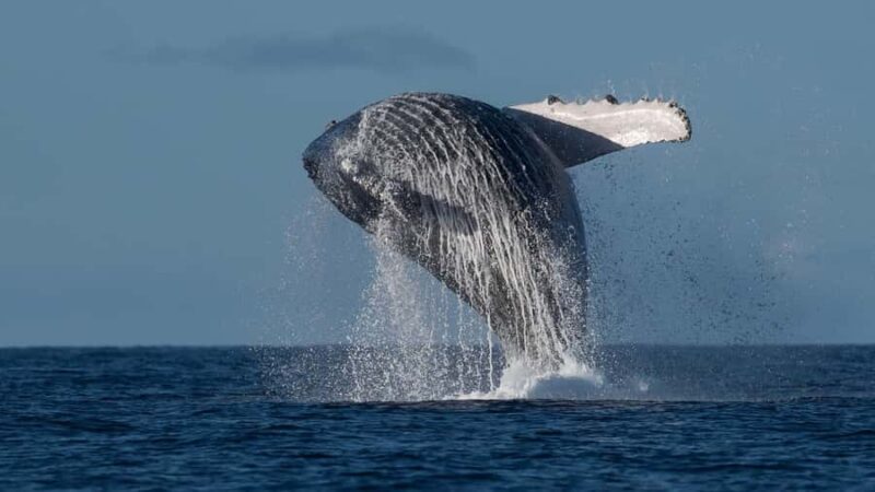 Oahu: Sunset Humpback Whale Watching Tour - Practical Tips for the Whale Watching Adventure