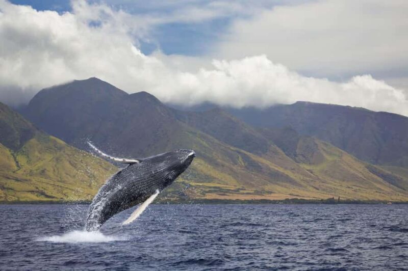 Oahu: Sunset Humpback Whale Watching Tour - Frequently Asked Questions