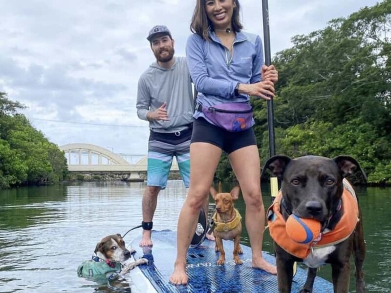 Oahu: SUPDog Experience - Paddle Board with Rescue Dogs - What Sets This Tour Apart from Other Paddleboard Activities