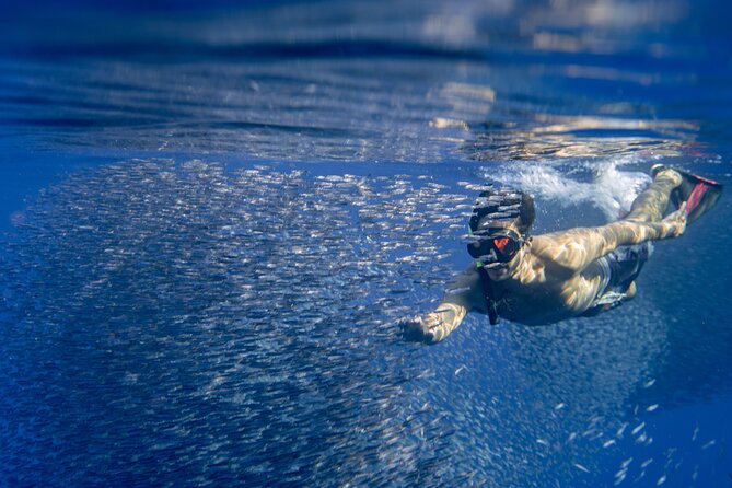 Oahu Swimming with Dolphins Speedboat Adventure - Snorkeling with Sea Turtles and Tropical Fish