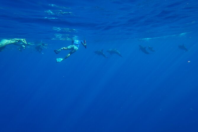 Oahu Swimming with Dolphins Speedboat Adventure - Spectacular Coastline Views and Whale Watching Opportunities