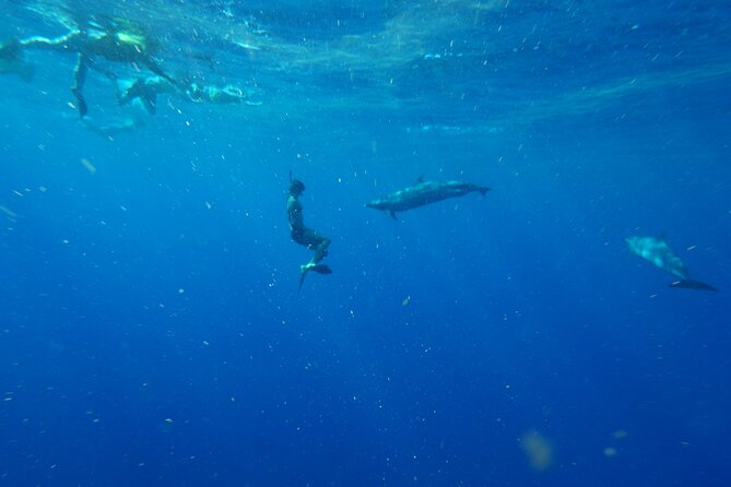 Oahu Swimming with Dolphins Speedboat Adventure - Included Amenities and Practical Tips
