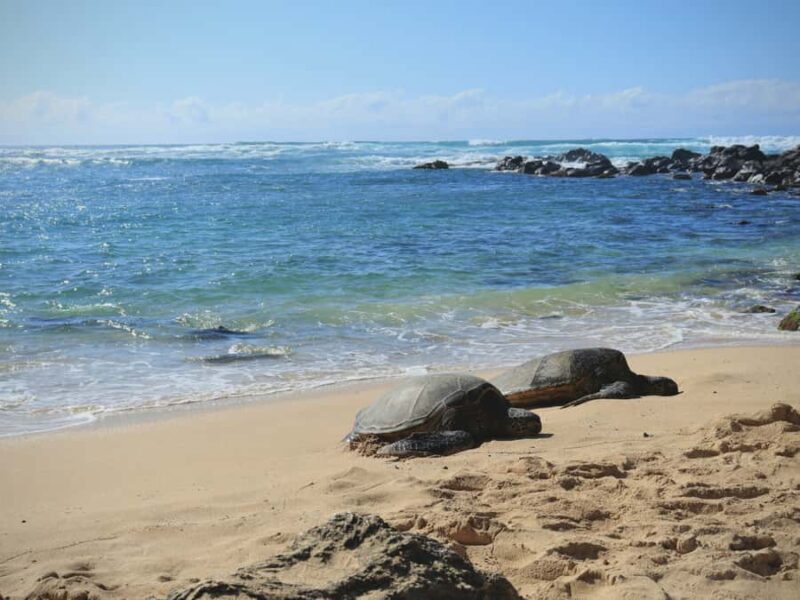 Oahu: The Ultimate Private Circle Island Tour 1-4 Guests - Exploring Remote Beaches and Encountering Turtles