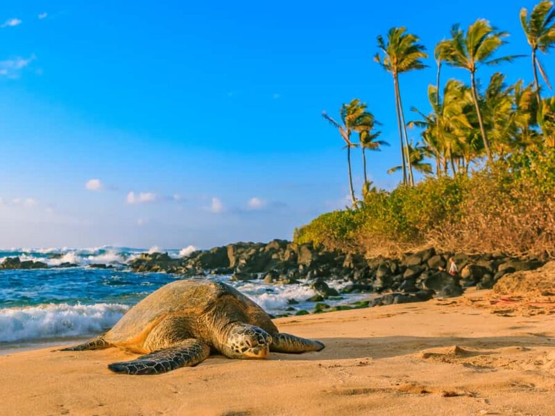 Oahu: The Ultimate Private Circle Island Tour 5-7 Guests - Flexibility, Pacing, and Comfort