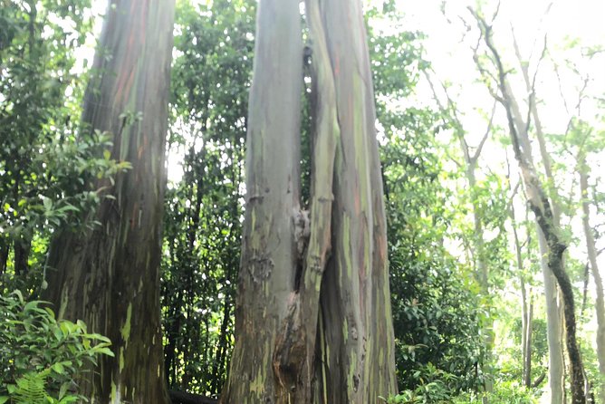 Oahu to Maui 1 Day Trip : Road to Hana Day Trip from Oahu with Air Ticket - Authentic Taste at Aunty Sandy’s Banana Bread