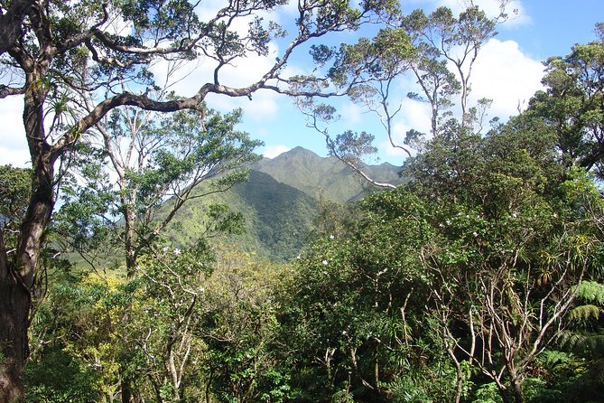 Oahu Volcanic Rainforest Hiking Adventure - Key Points