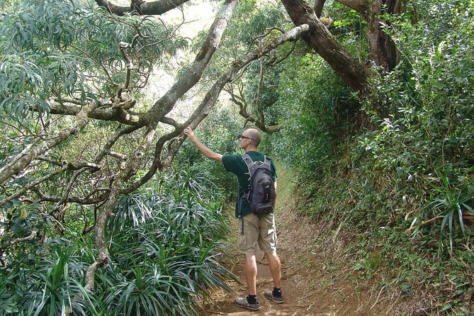 Oahu Volcanic Rainforest Hiking Adventure - Snacks and Refreshments in the Forest