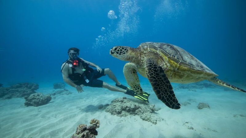 Oahu: Waikiki Discovery Scuba Diving for Beginners - The Guided Tour of Honolulu’s Favorite Reef Sites