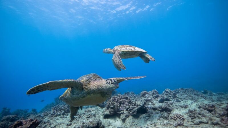 Oahu: Waikiki Discovery Scuba Diving for Beginners - Customer Praise and Common Highlights