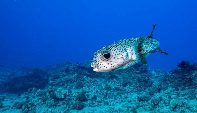 Oahu: Waikiki Discovery Scuba Diving for Beginners - Flexibility and Booking Options